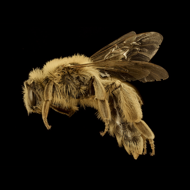 Andrena (Callandrena s.l.) helianthi Robertson, 1891