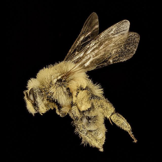Andrena (Cnemidandrena) hirticincta Provancher, 1888