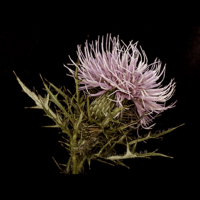 Cirsium discolor (Muhl. ex Willd.) Spreng.
