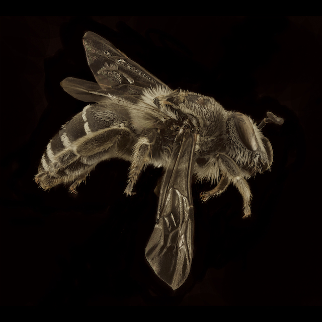 Colletes latitarsis Robertson, 1891