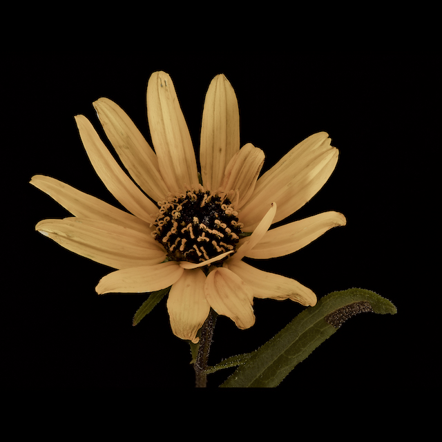 Helianthus angustifolius	L.