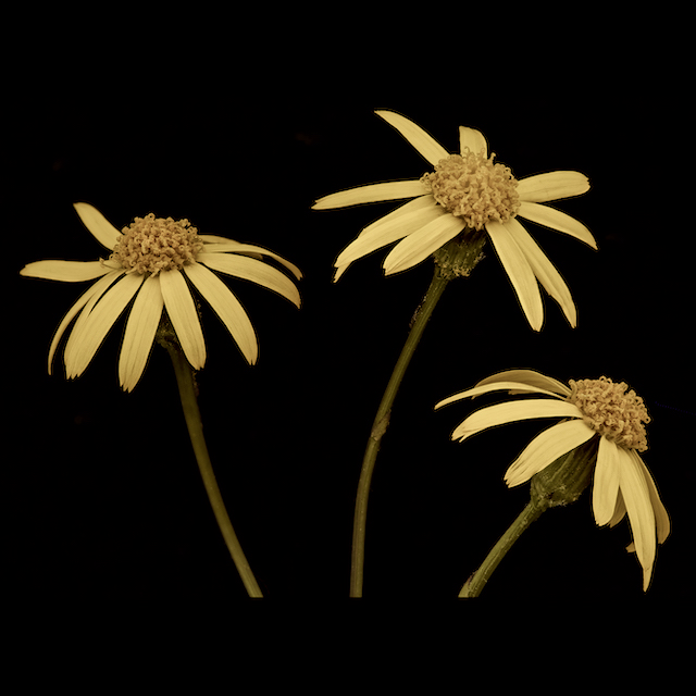 Packera aurea (L.) A. Love & D. Love